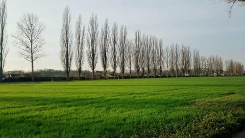 Trees on grassy field