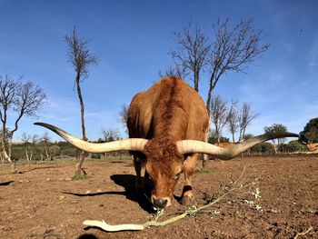 View of a ox on field