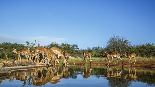 Deer in lake