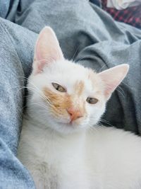 Portrait of cat sitting on hand