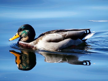Close-up of duck swimming in lake