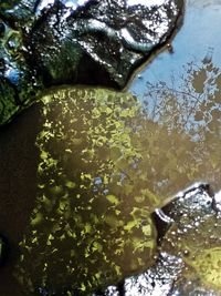 Close-up of wet tree by plants