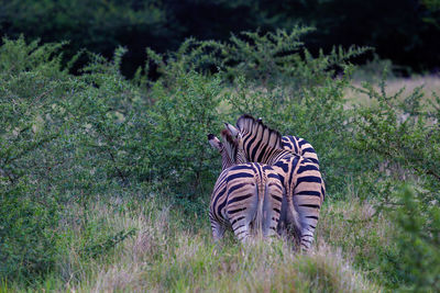 Zebra on field against trees