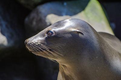 Close-up of sea lion