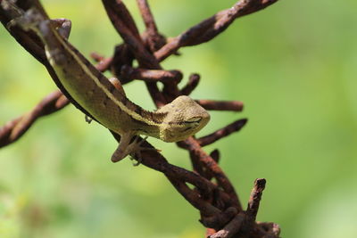 Lizard on rusty barded wire
