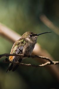 Close-up of bird perching on twig