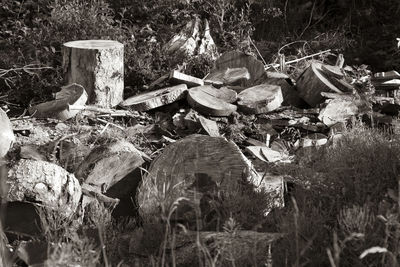 Stack of logs on field in forest