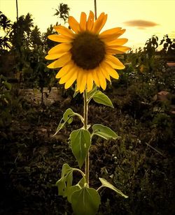 Close-up of sunflower blooming in field