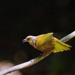 Close-up of bird perching on leaf