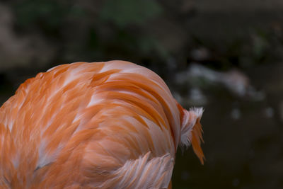 Cropped image of flamingo