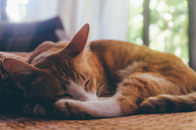 Close-up of cat sleeping