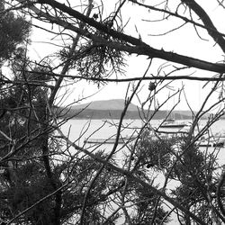 Reflection of bare trees in water