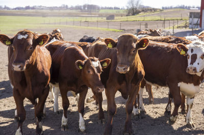 Group of calfs