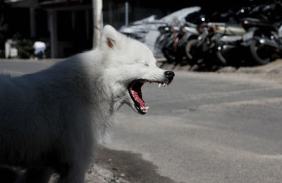 Side view of a dog yawning