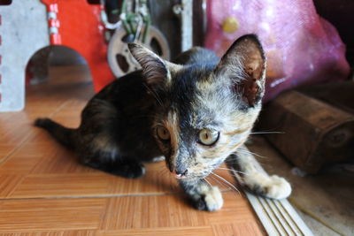 Cat lying on floor at home