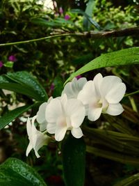 Close-up of white flowers