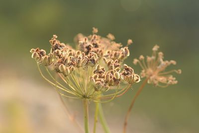 Close-up of flower buds