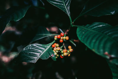 Close-up of berries growing on plant