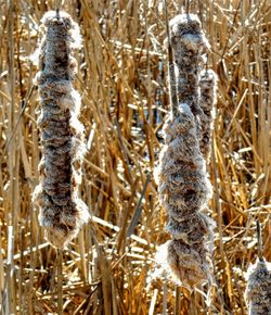 Close-up of plant growing on field