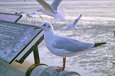 Close-up of seagulls perching on a sea