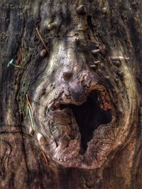 Close-up of tree trunk