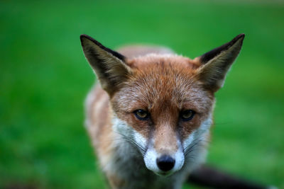 Close-up of fox on field