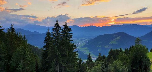 Panoramic view of pine trees against sky during sunset