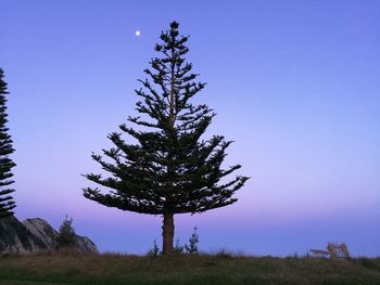 Tree on field against clear blue sky