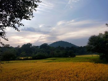 Scenic view of agricultural field against sky