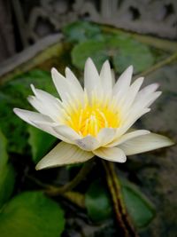 Close-up of white flower blooming outdoors