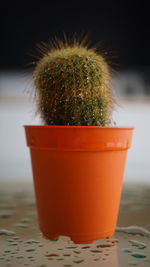 Close-up of succulent plant on table