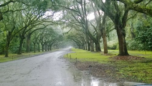 Road passing through trees