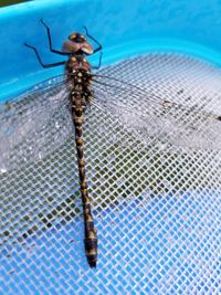 High angle view of dragonfly on swimming pool