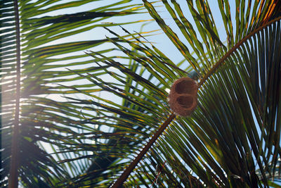 Low angle view of palm tree