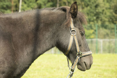 Close-up of horse on field