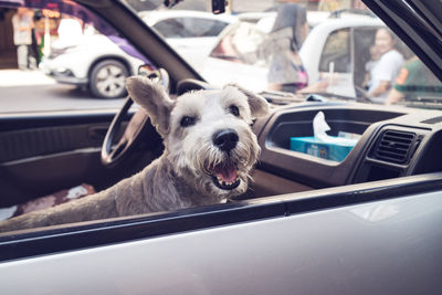 Dog looking out the car window at parking area