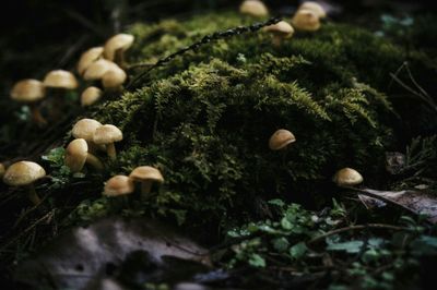 Close-up of moss growing on tree trunk