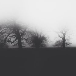 Bare trees in foggy weather