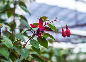 Close-up of red flowering plant