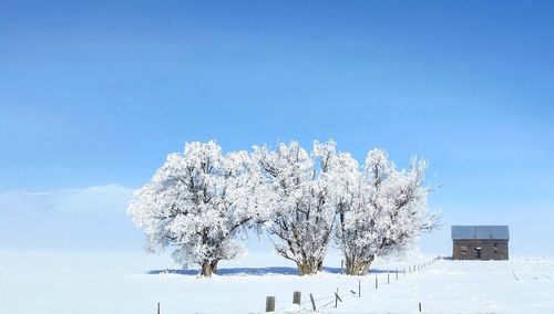 Trees on snow covered landscape against clear blue sky