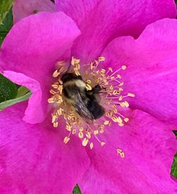 Close-up of bee on pink flower