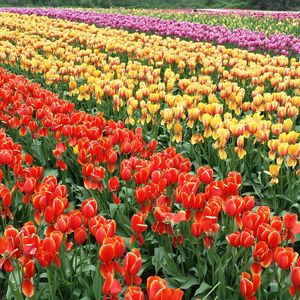 Full frame shot of red tulips blooming in field