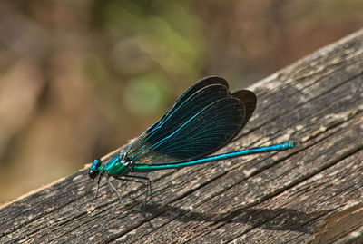 Close-up of insect on wood