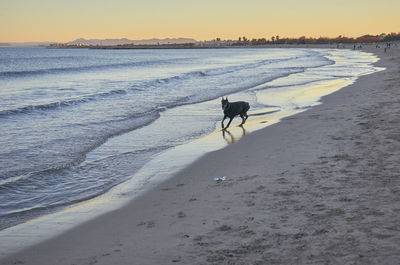 Dog on beach