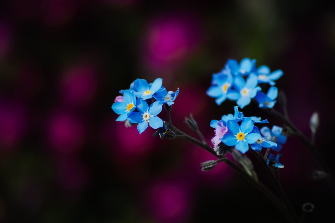 flower, fragility, freshness, nature, beauty in nature, growth, close-up, no people, blooming, flower head, day, outdoors