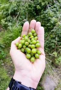 Close-up of hand holding plant