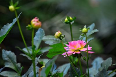 Close-up of flowers blooming outdoors