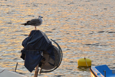 Rear view of seagull perching on boat