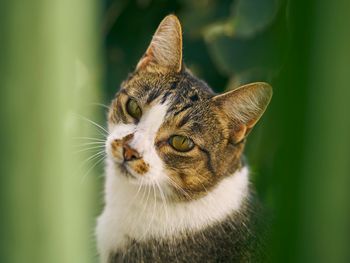 Close-up of a cat looking away