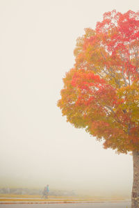 Tree against sky during autumn